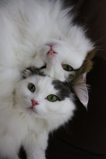 2 cute cats