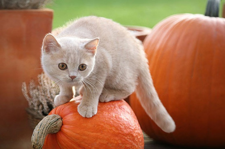 cat-climbing-pumpkin