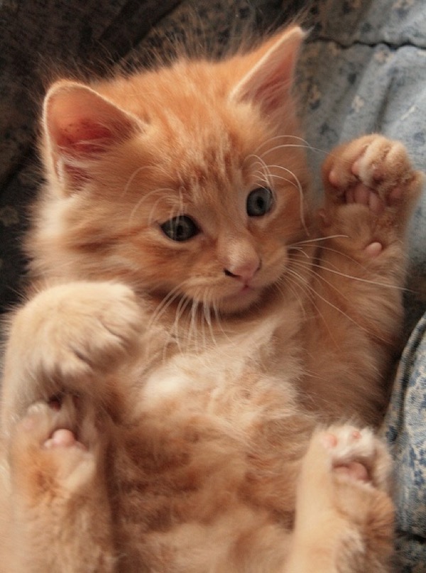ginger kitty.