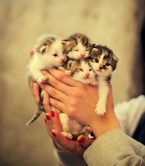 handful of kittens