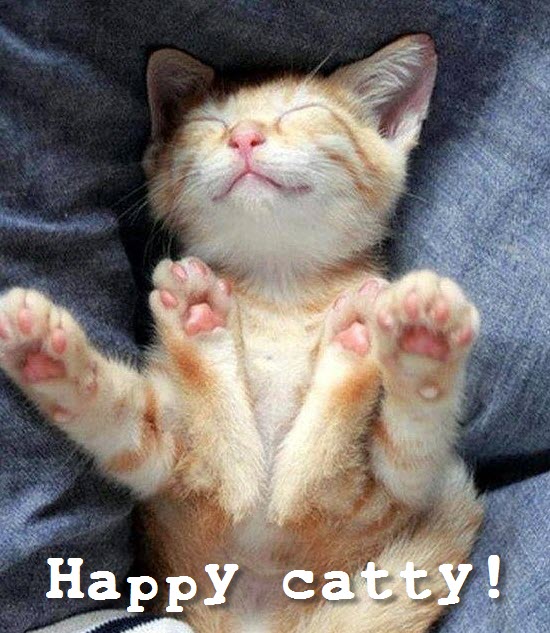 happy catty