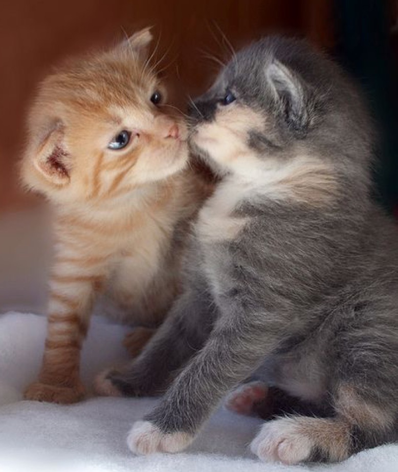 kitten kisses 