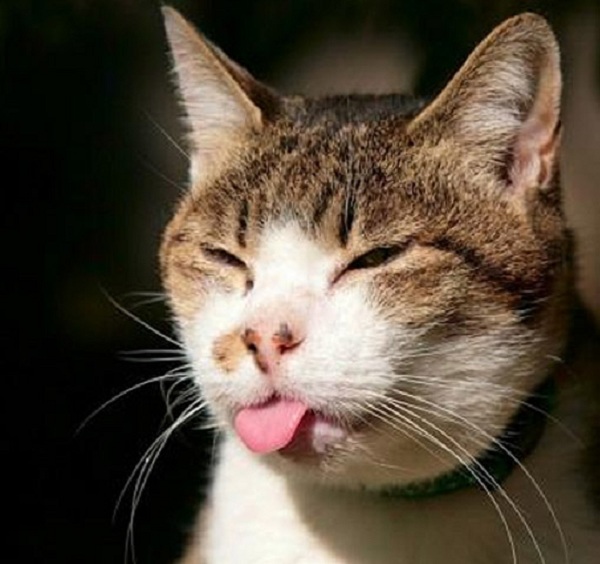 16 Hilarious Pictures Of Cats Making Weird Faces We Love Cat And Kittens