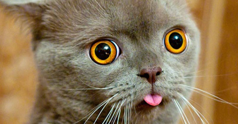 16 Hilarious Pictures of Cats Making Weird Faces - We Love Cat and Kittens