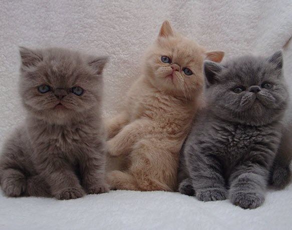 3 kitties in a row