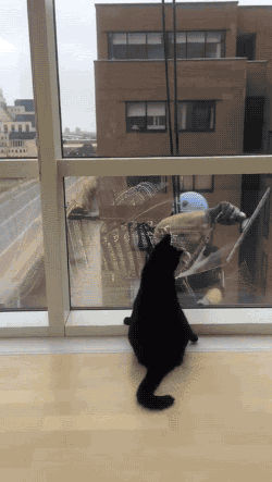 Black cat chasing the window cleaner