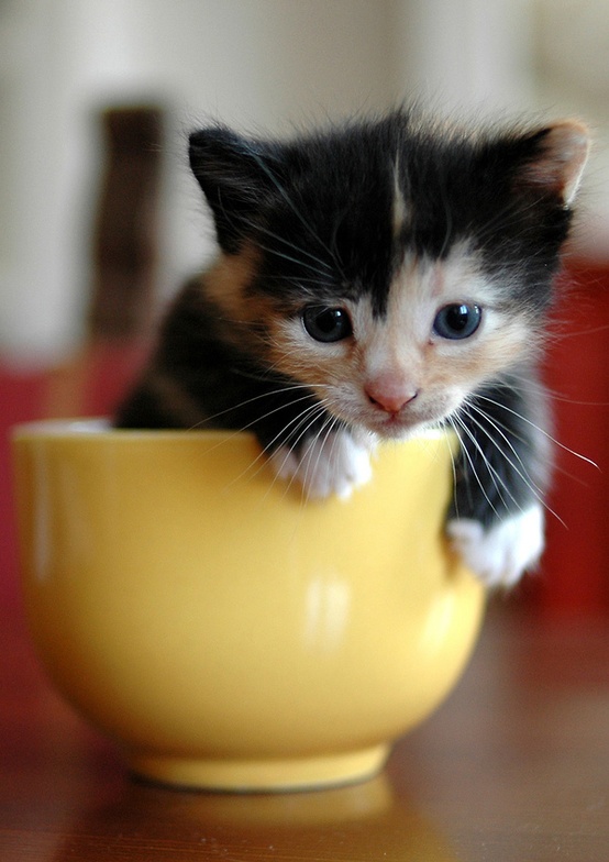 kitten in tea cup