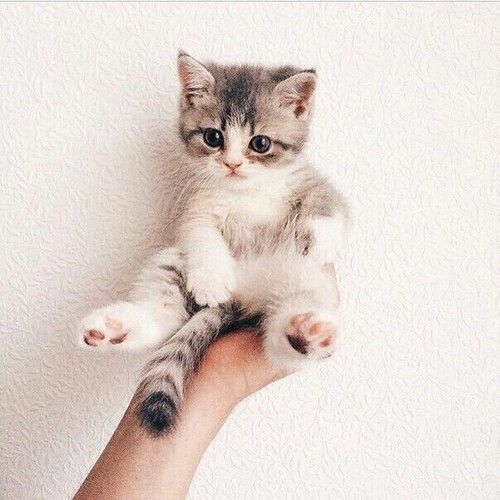 kitty in hand