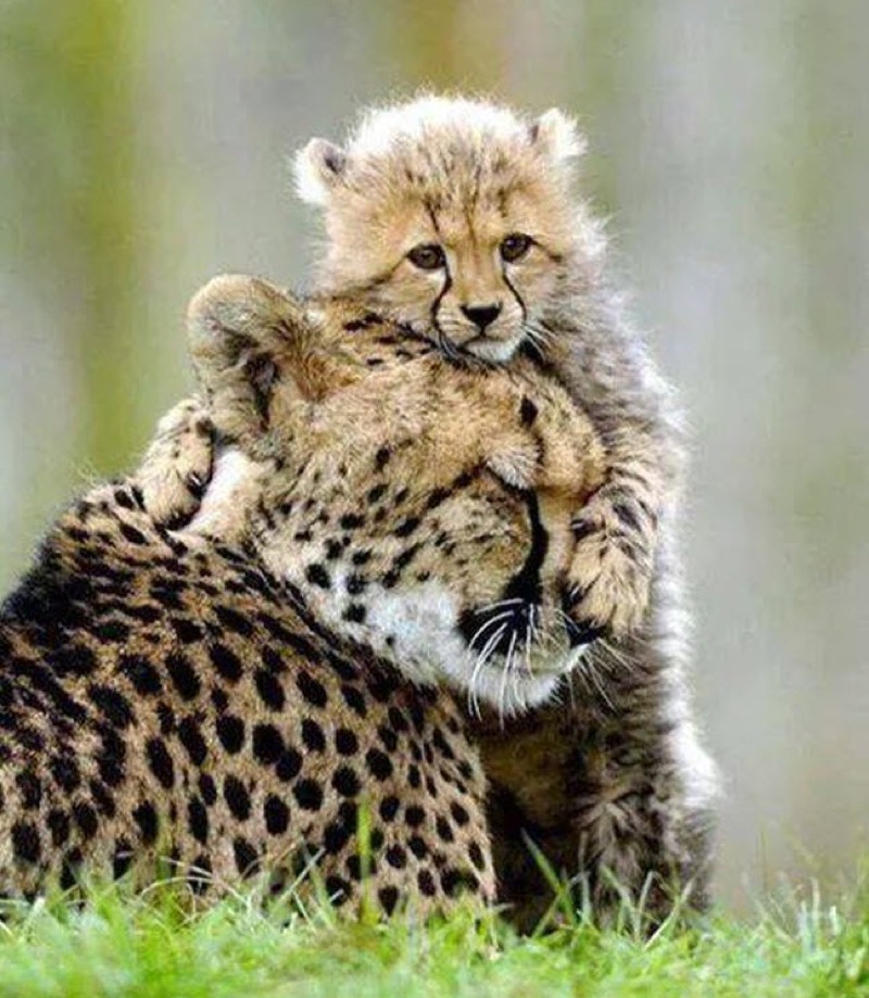 leopard and cub hug