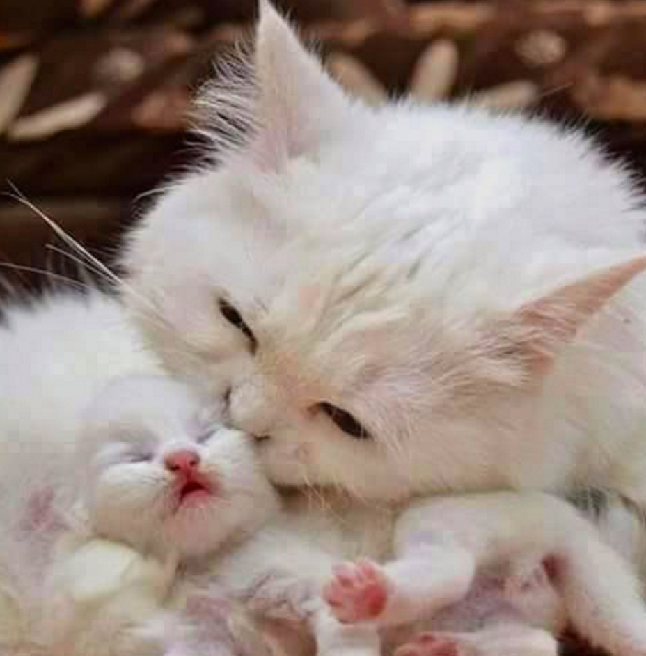 mother and kitten