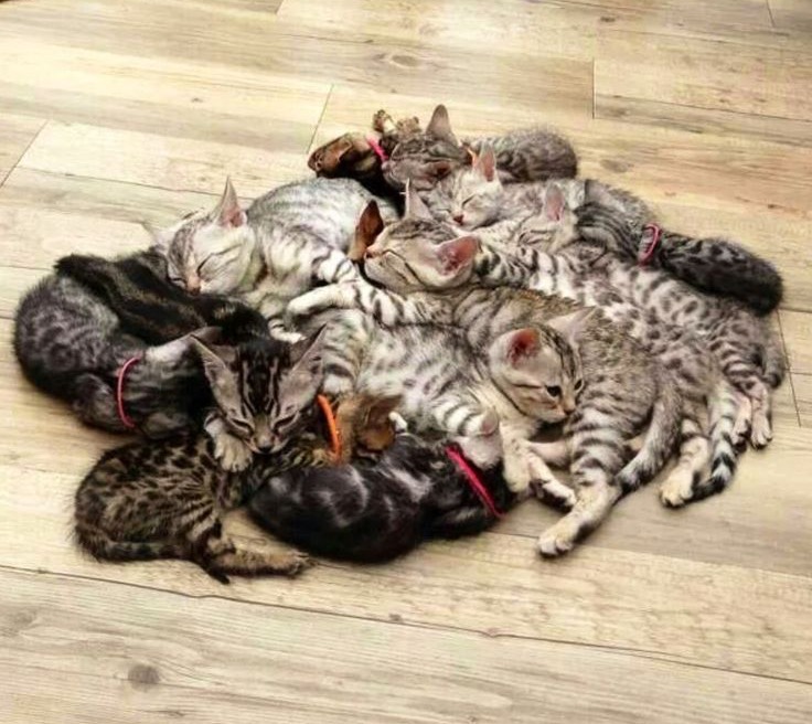 pile of kittens copy
