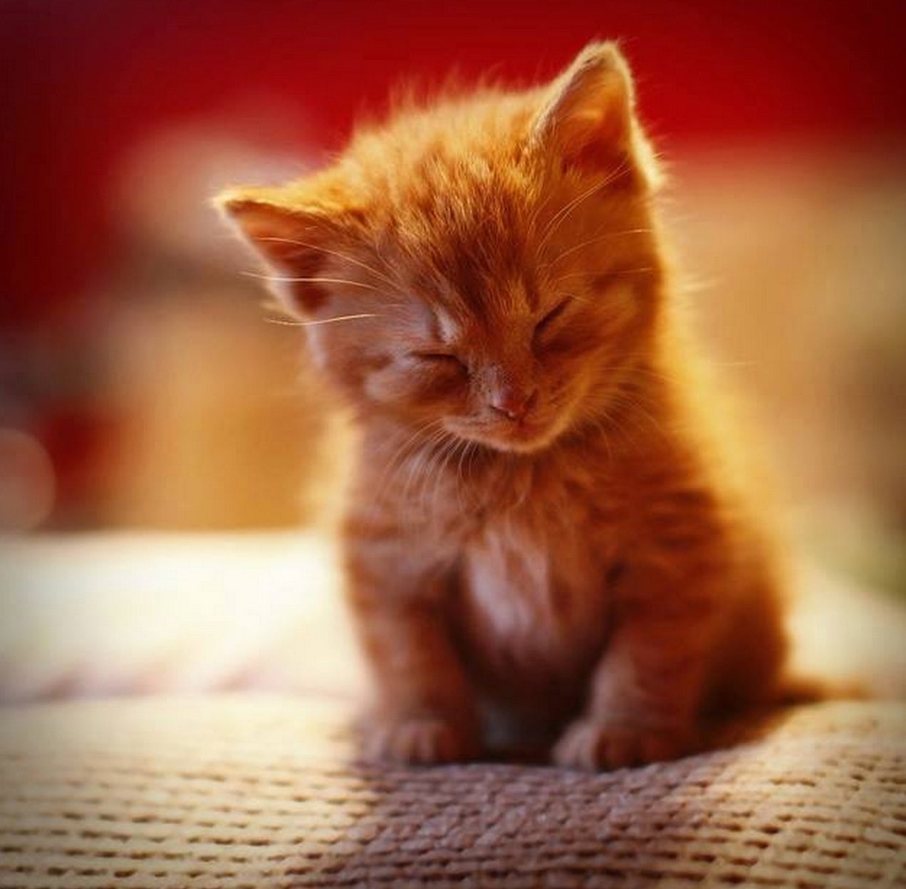 18 Kittens Who Couldnt Keep Their Eyes Open We Love Cats And Kittens 