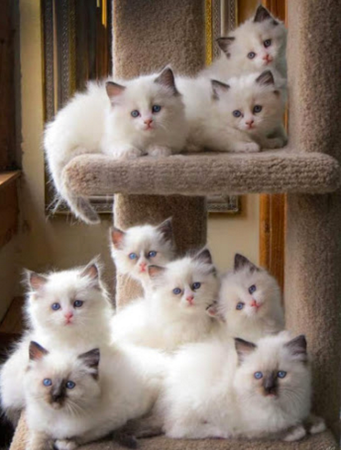 9 kittens