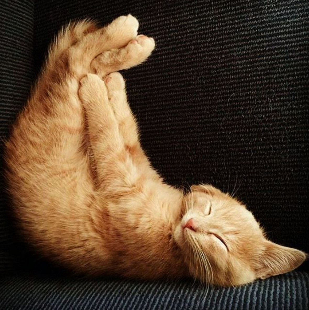 Cats have definitely mastered the art of chilling!
