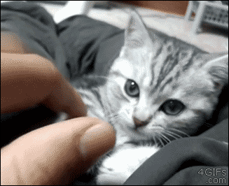 7 Best Cat Gifs of the Week – 7th December 2015 - We Love ...
