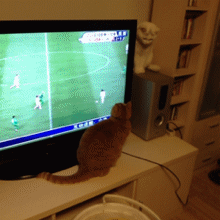 Soccer Kitten