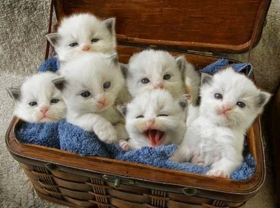 basket of kittens