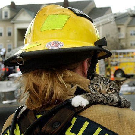 cat rescued by fireman