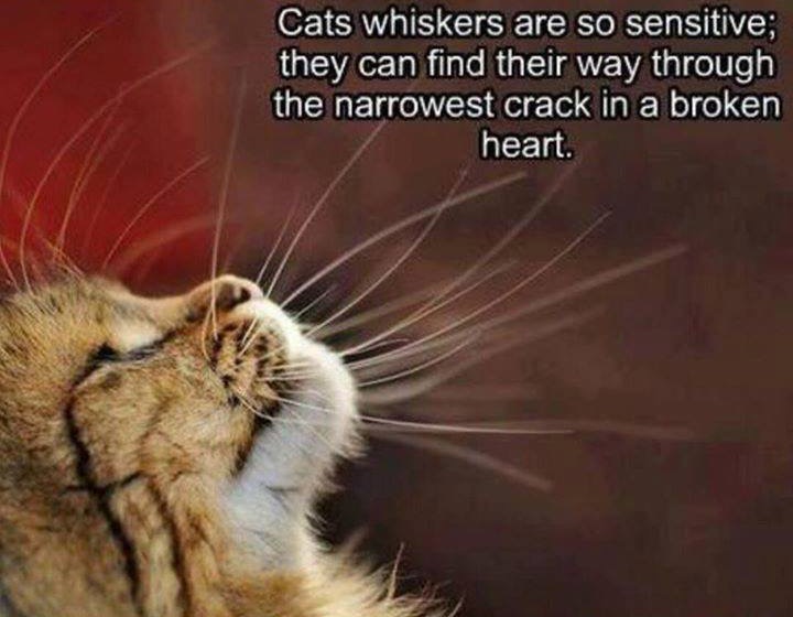 cat whiskers