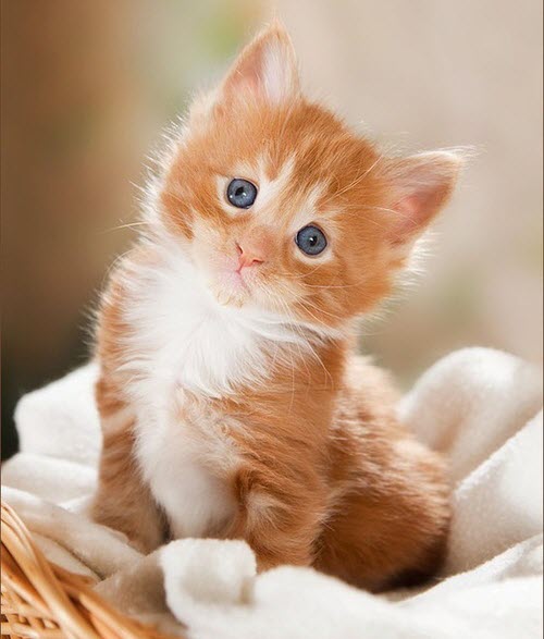 cute ginger kitten 2