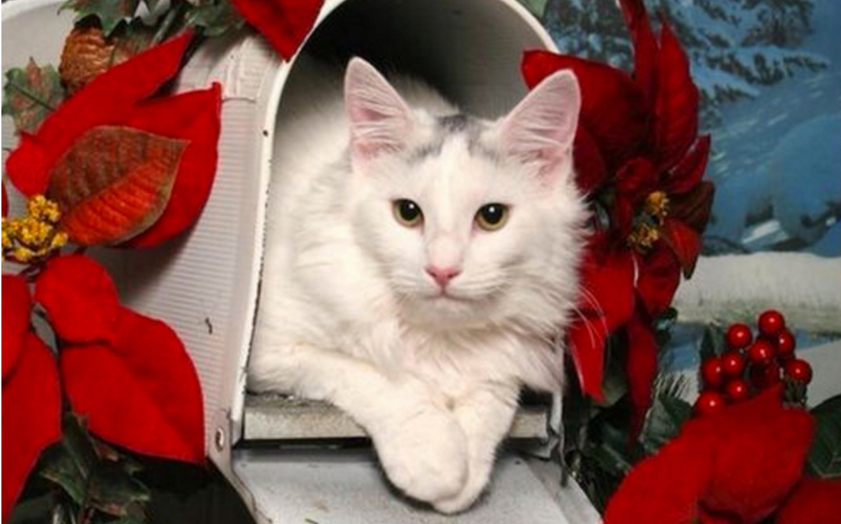 Special Christmas Delivery - 23rd December 2015 - We Love Cats and Kittens