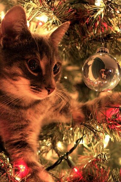 first christmas kitty