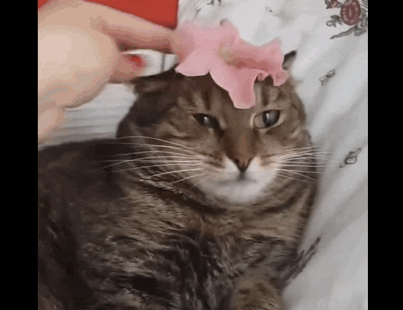 7 Best Cat Gifs of the Week 21st December 2015 We Love Cats and Kittens
