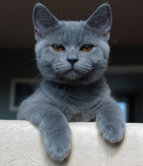 handsome grey cat