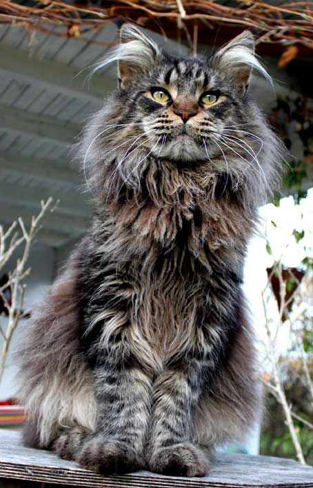 majestic maine coon