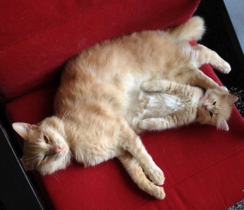 30 Great Pictures of Cats with Their 'Mini Me' - We Love Cats and Kittens