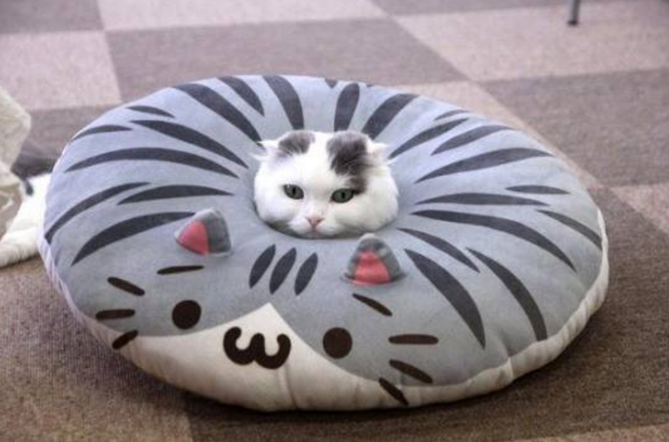 cat pillow 1