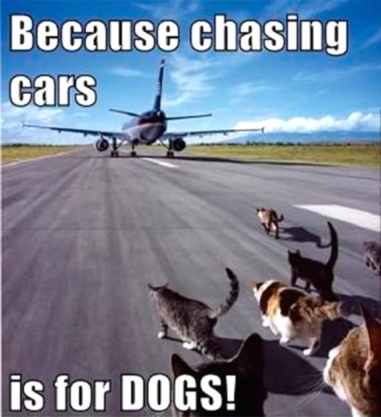 chasing cars lol