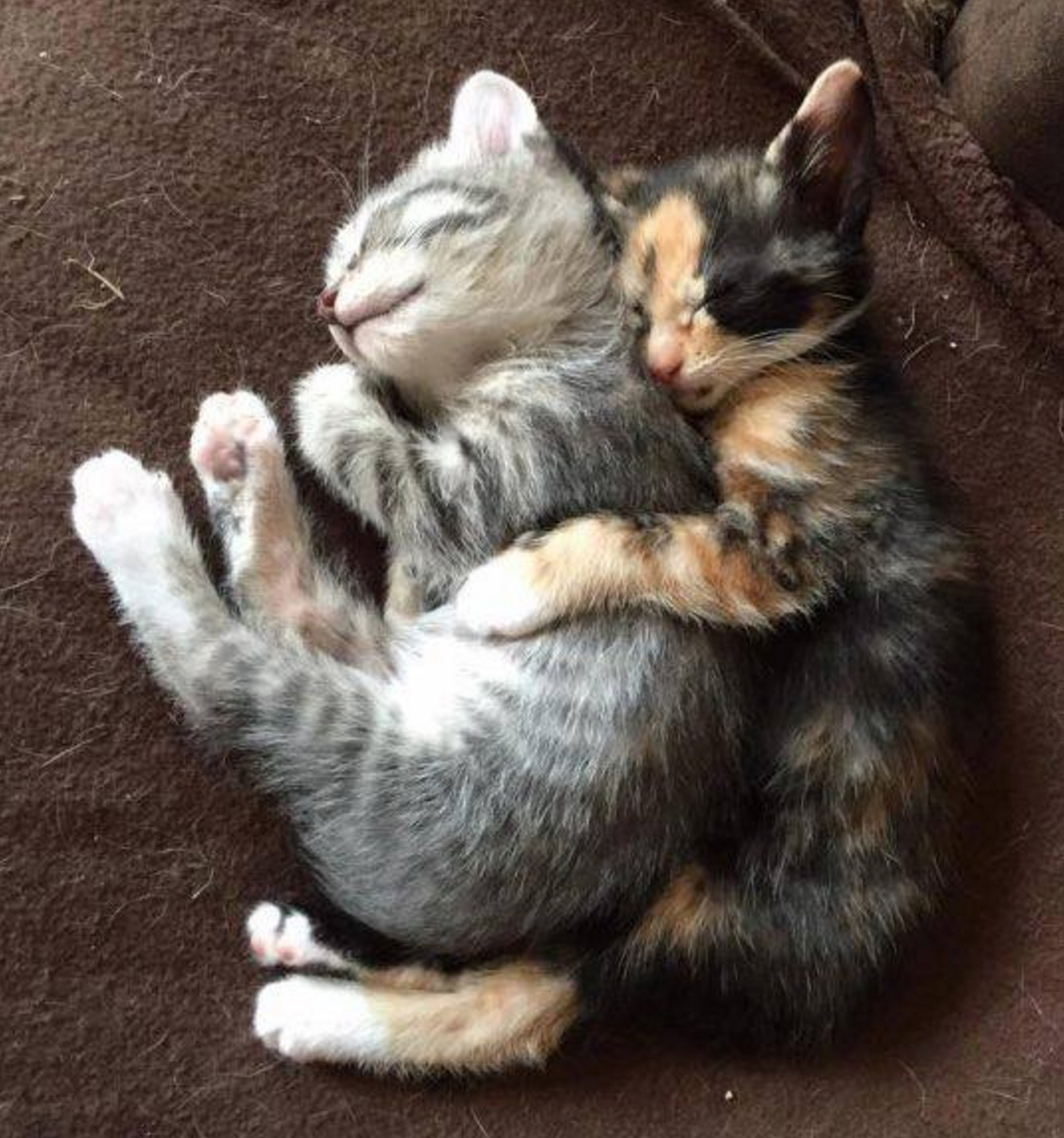 Кошки обнимаются