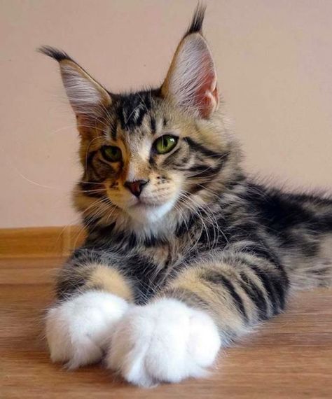 maine coon big paws