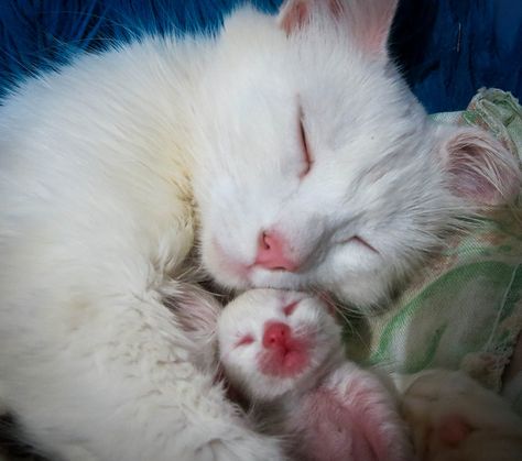 red nose kitten and mum