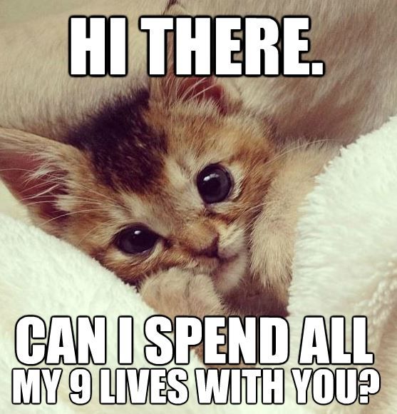 9 lives with you
