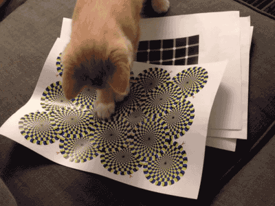 cat on paper