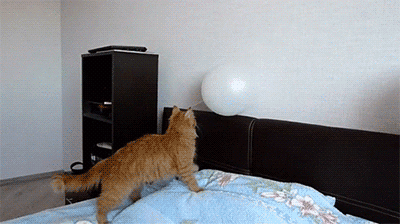 cats like balloons