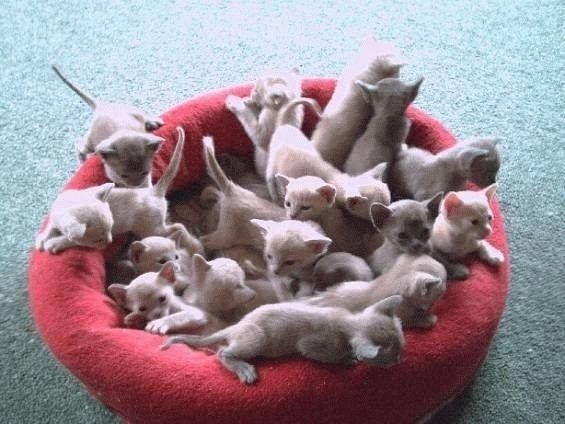 how many kittens