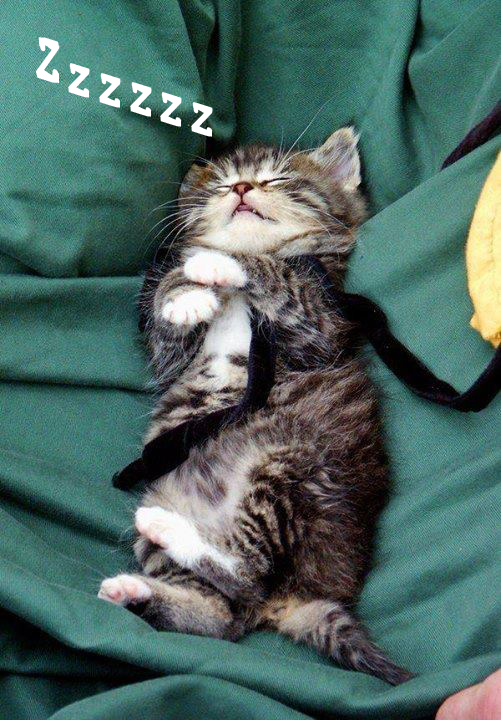 kitten asleep