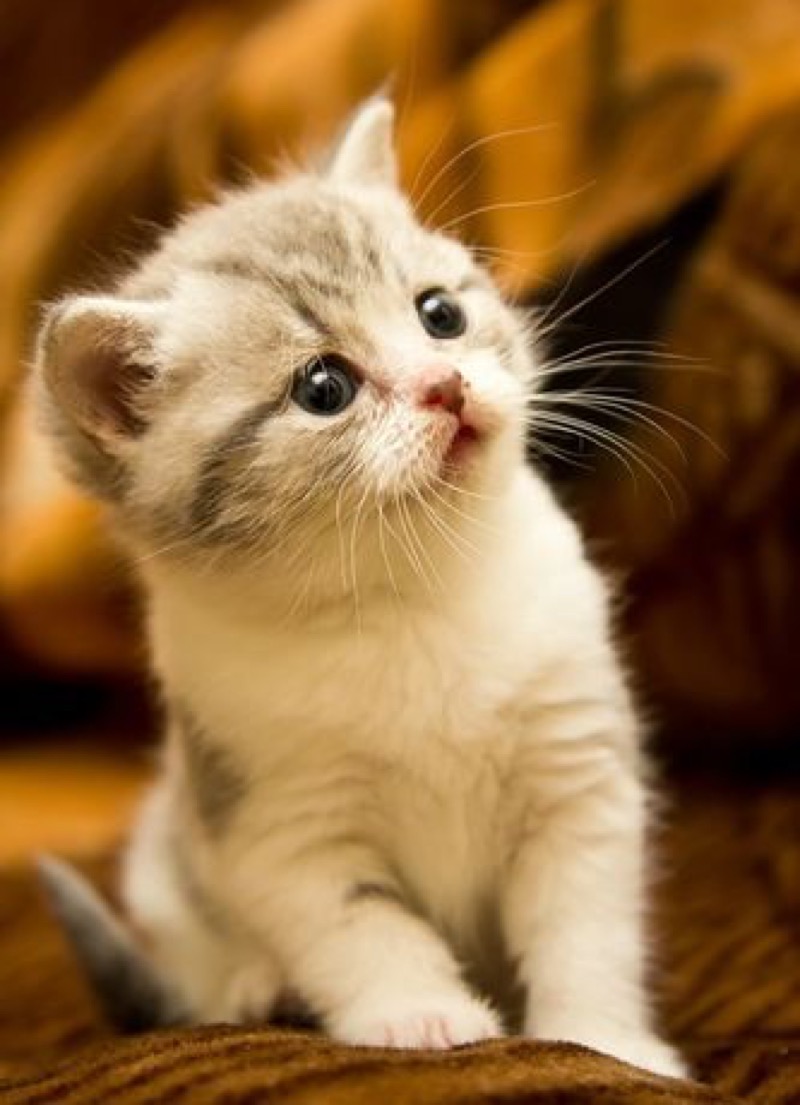 One Cute Kitten - 29th February 2016 - We Love Cats and ...