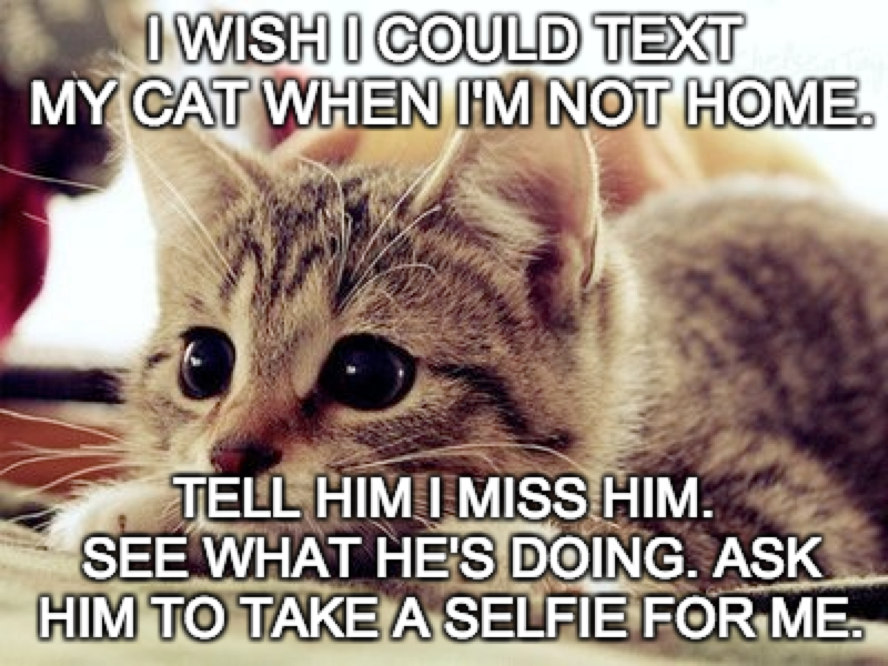 text cat