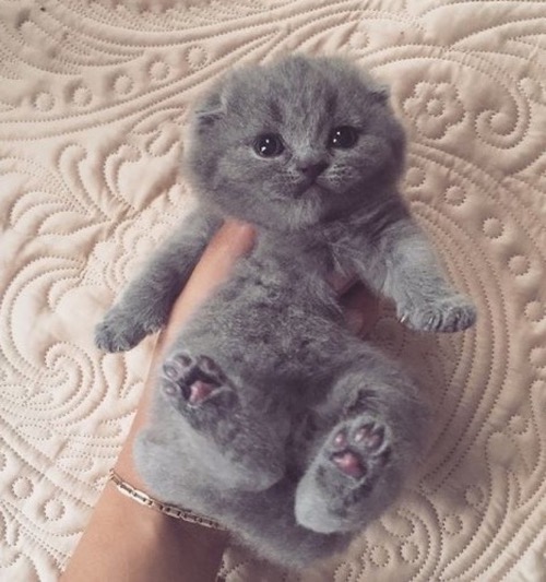 grey in hand
