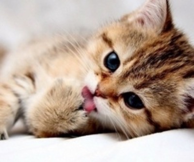 kitten licks paw