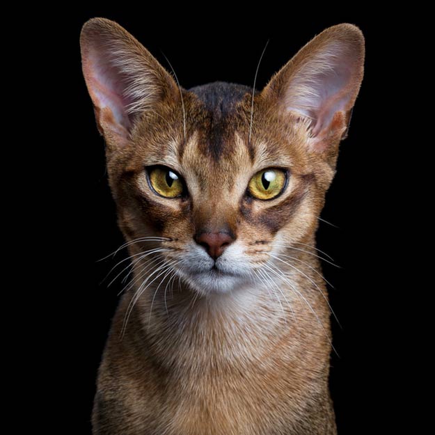 Abyssinian-Cat