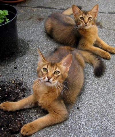 Long-haired abyssinians