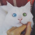 Alos The Cat Has The Most Hypnotizing Eyes - We Love Cats and Kittens
