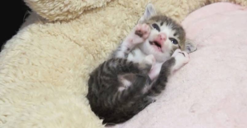 Image showcasing Cutest Self Grooming Kitten - We Love Cats and Kittens