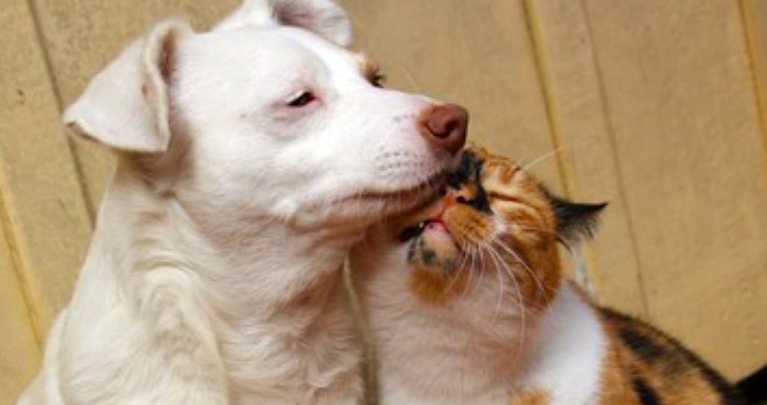 Get A Room! Calico Cat Smothers Her Best Friend With Love - We Love ...