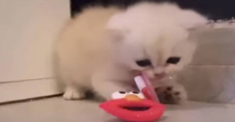 Kitten Won't Let Go of His New Favourite Toy - We Love Cats and Kittens
